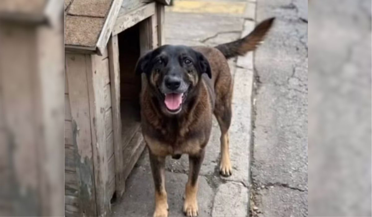 Caso Cachorro Orelha